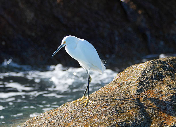 istock White Egret at Cabo San Lucas Baja Mexico BCS 637914526