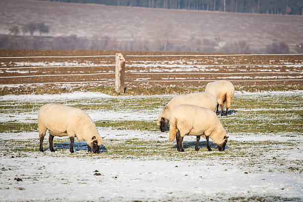 istock Flock of sheep in winter 637915546