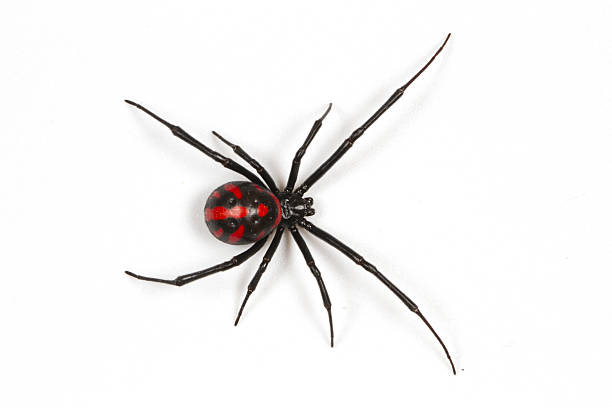 Black widow spider Female widow spiders are typically dark brown or a shiny black in color when they are full grown, usually exhibiting a red or orange hourglass on the ventral surface (underside) of the abdomen. black widow spider photos stock pictures, royalty-free photos & images