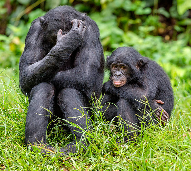 istock Bonobos in natural habitat 637918354