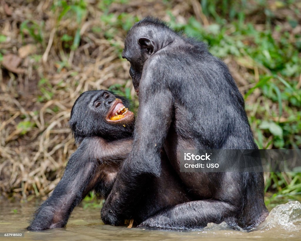 Chimpanzé pygmée Accouplement dans le bassin. - Photo de Chimpanzé pygmée libre de droits