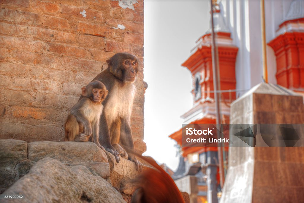 Monkeys in Pashupatinath Monkeys in Pashupatinath Temple , Kathmandu, Nepal. Animal Stock Photo