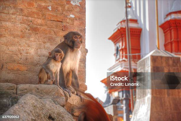 Monkeys In Pashupatinath Stock Photo - Download Image Now - Animal, Architecture, Arranging