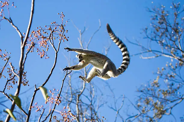 Ring-tailed Lemur jumping from branch to branch against blue sky