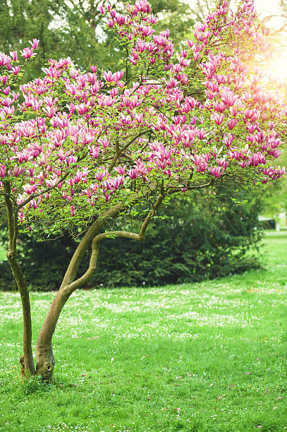 magnolia en fleurs au printemps - sunlight flower magnolia flower head photos et images de collection