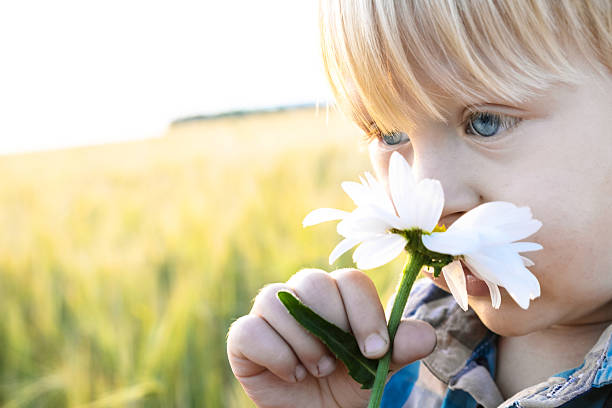 Boy holding a daisy stock photo