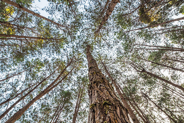 look up pine forest high - pine sunset night sunlight imagens e fotografias de stock