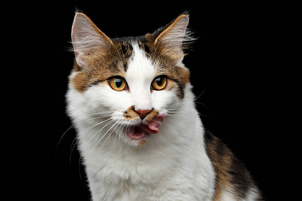 istock Kurilian Bobtail cat on isolated black background 637923348