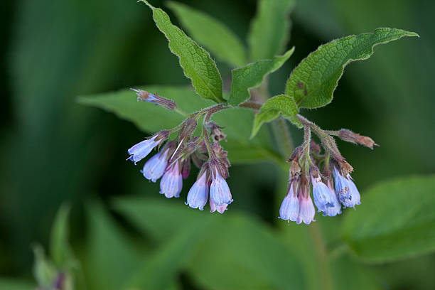Symphytum Officinale - Medicinal Plant. Can be used as a background. Space for text.