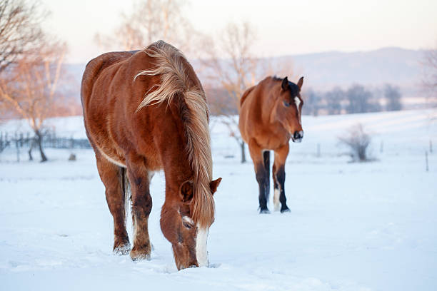 istock Two brown horses in a pasture in winter 637924900