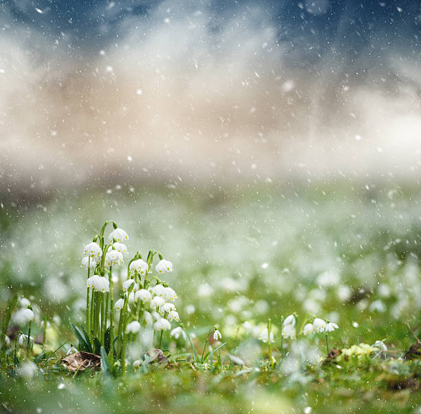 a finales de la primavera de nieve - late spring fotografías e imágenes de stock