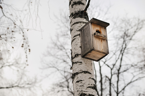 wooden Birdhouse hang on birch tree
