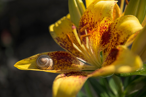 A common garden snail sleeping on the petal of a blooming summer lily.