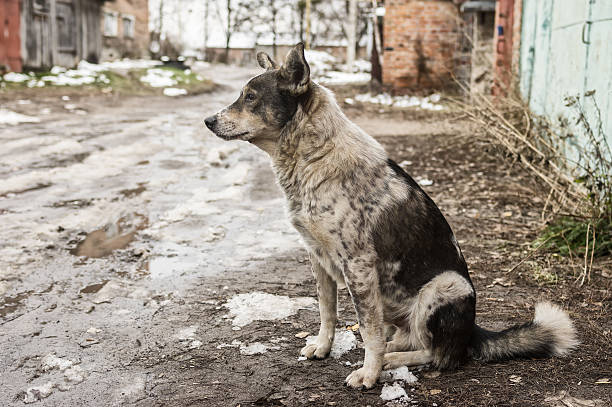istock Stray dog sitting on a dirty street 637932198