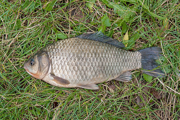 istock One crucian fish on green grass. Catching freshwater fish 637932326