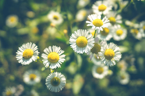 繊細な花野生のヒナク - chamomile german chamomile chamomile plant smelling ストックフォトと画像