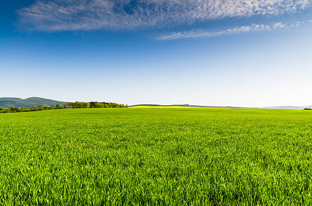 istock Green field and blue sky 637933478