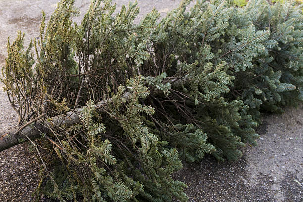 Vieux sapin de Noël - Photo