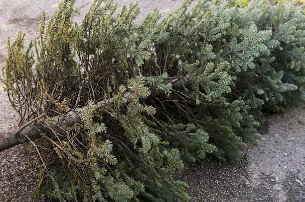 Photo of Old Christmas Tree