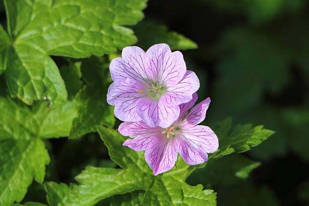 istock Pink geranium flower in a garden 637935570