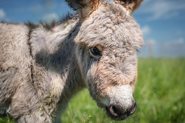 istock Portrait of a little donkey 637935748