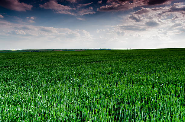 istock Green field and blue sky 637936256