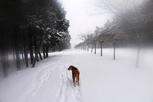 alone dog in the forest winter time
