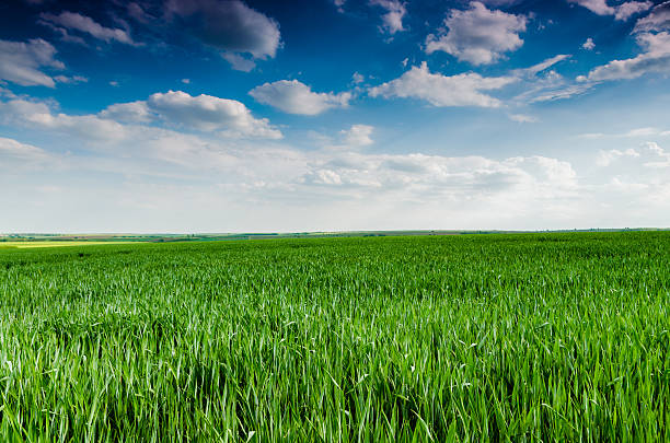 istock Green field and blue sky 637936560