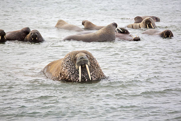 istock Walrus in the sea 637936602