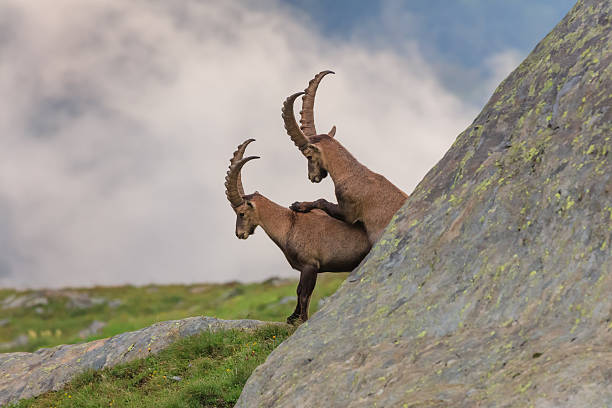 istock Ibex , Range of Mont-Blanc , French Alps 637936724