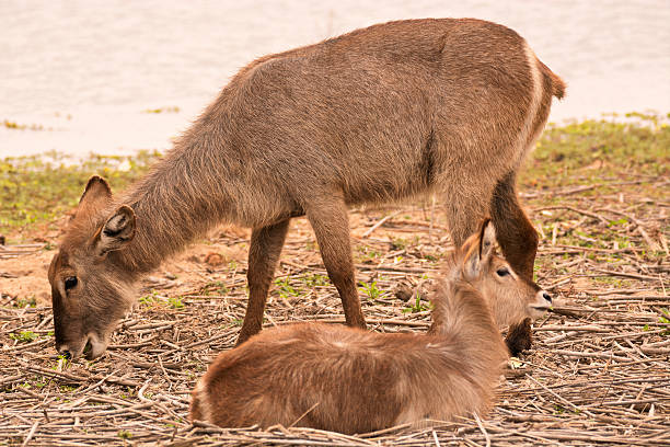 istock Waterbuck mother grazing 637937024
