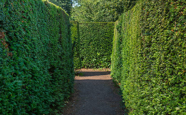 Inside A Maze Going Right Or Left At The End Stock Photo
