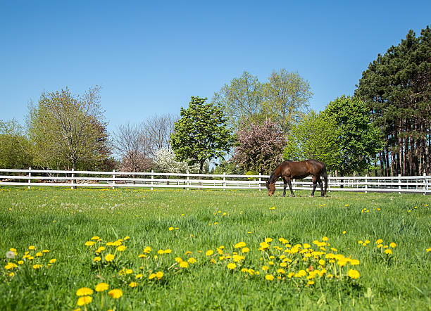 Liver chestnut horse with a white stripe, in a green grass field with yellow flowers and blue sky, eating some grass.