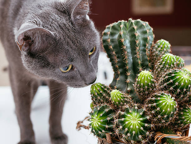 Image of playful Russian blue cat playing with potted cactus at home, touching it and smelling it