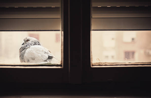 Winter season, a huddled pigeon in front of window.