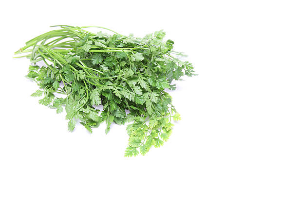 Chervil in a white background Pictured Chervil in a white background. cerefolium stock pictures, royalty-free photos & images