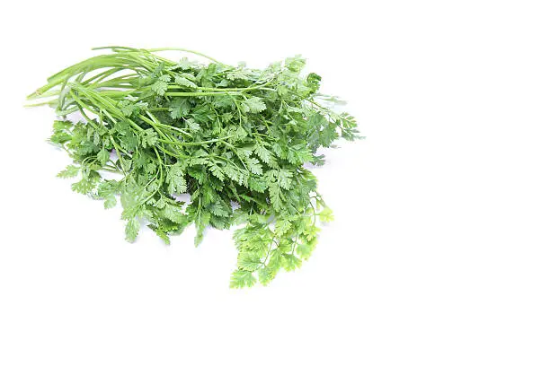 Pictured Chervil in a white background.
