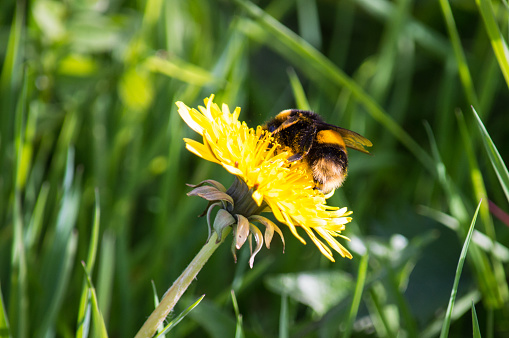 A bee feeding on a dandelion with grass in the background