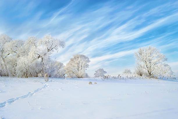 冷たい霜と日差し:不思��議の日! - ウィンターワンダーランド ストックフォトと画像