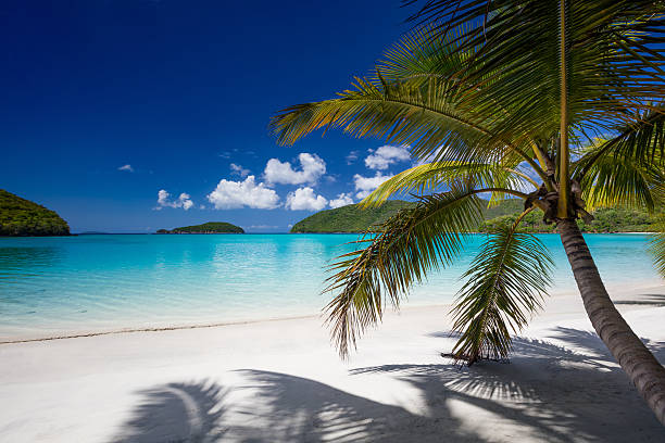 istock View through palm tree's at Maho Bay Beach, St John 637943088