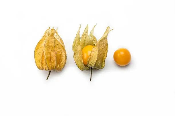 grouping of 3 physalis berries with delicate papery husk on white background