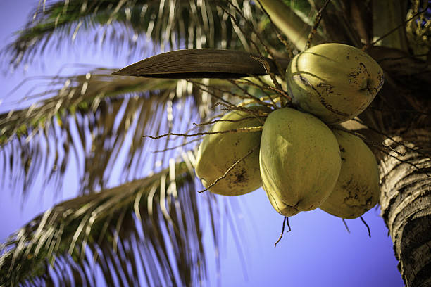 palm tree in Sri Lanka
