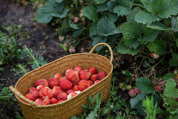 istock bush of strawberry 637945798