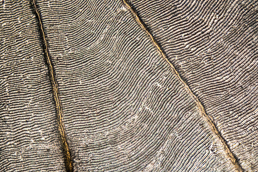 Furrows on the surface of a bream scale, microscopic shot.