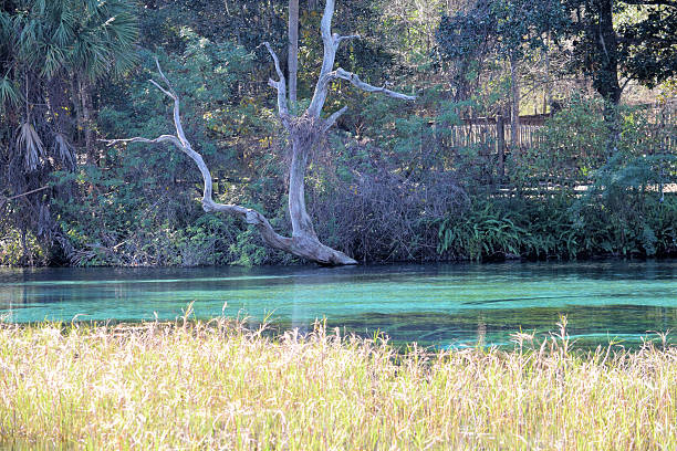 istock Gardens Headwaterd Rainbow Springs Dunnellon, Florida 637947302