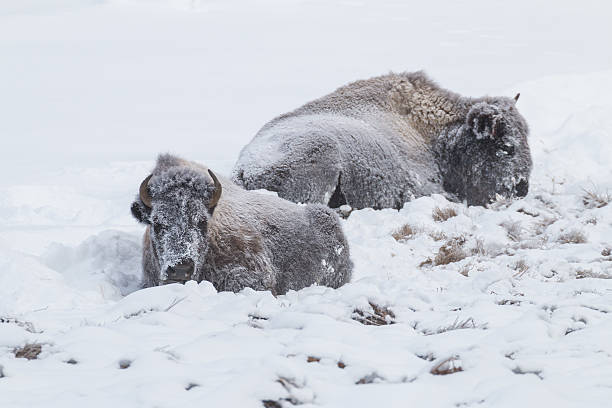 istock Bison resting in the snow in Yellowstone Natinal Park. 637947442