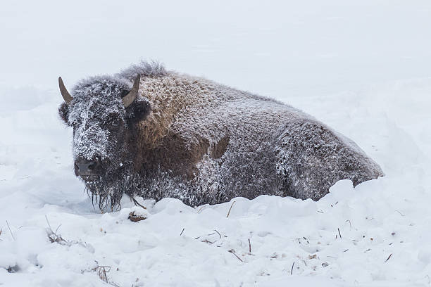 istock Lone cow bison resting in the snow. 637947456