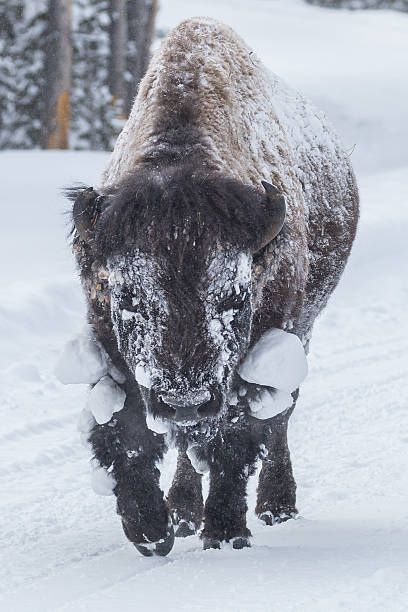 istock Bull bison walking down the road. 637947494