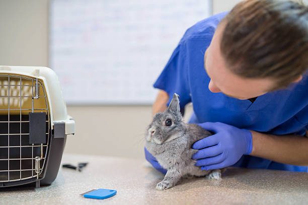istock A male veterinarian is performing a routine checkup 637947940