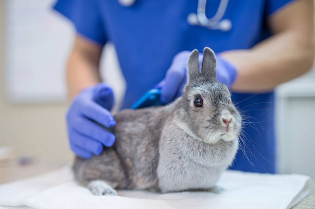 istock A male veterinarian is performing a routine checkup 637947944
